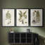 Fern Botanical III - reproduction sur mesure encadrée de qualité supérieure - 3 pièces-781275490-781275491