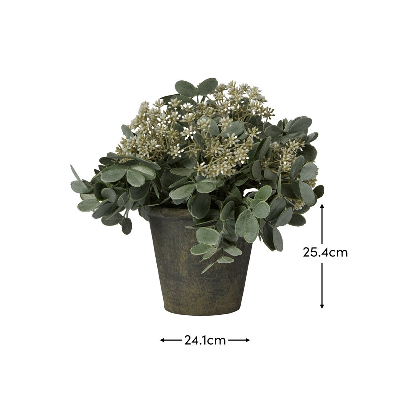 24cm Plant