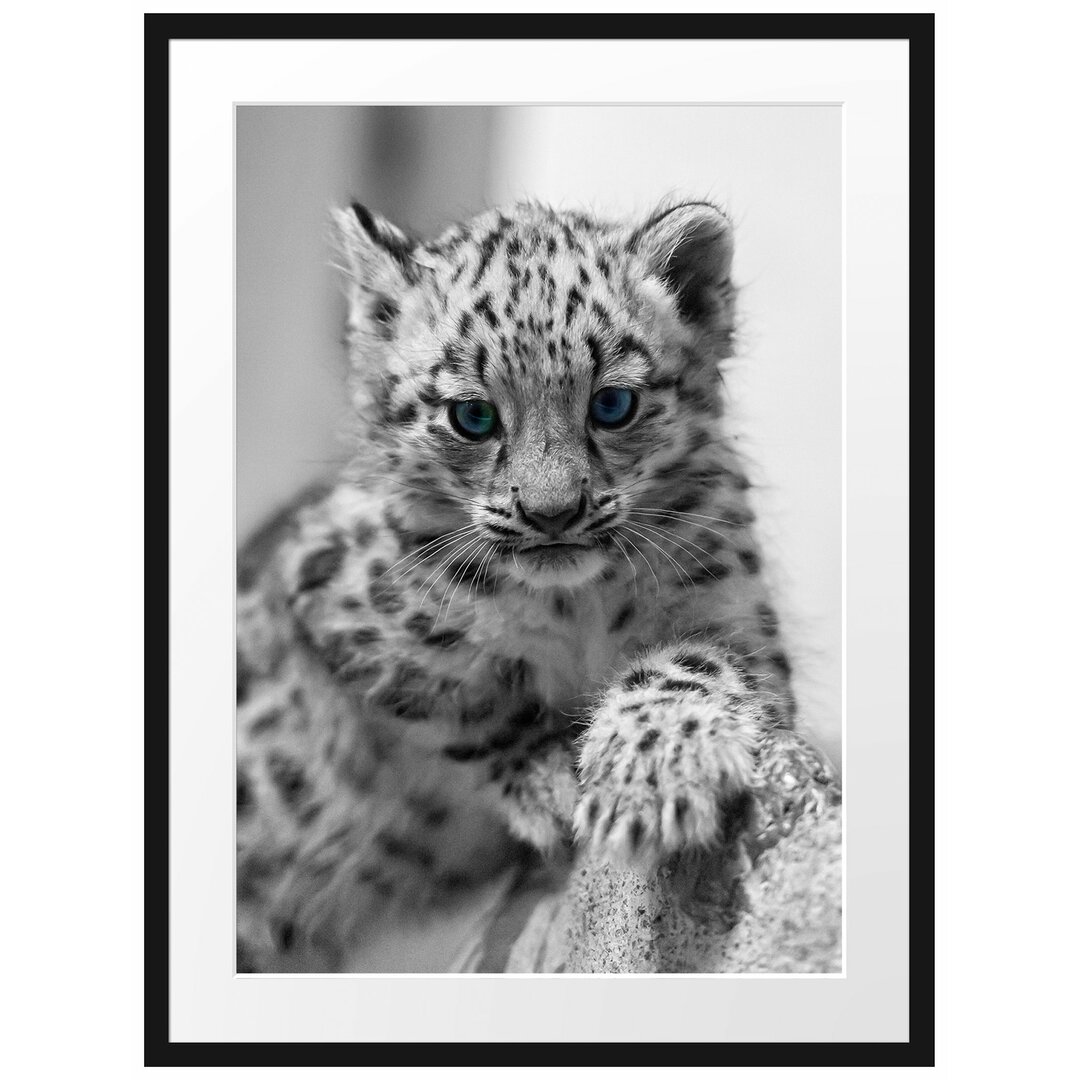 Leopardenjunges kletternd Gerahmte Fotokunstdruck Poster