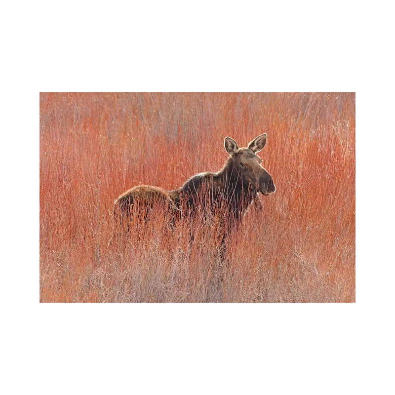 Moose In The Willows by Brian Wolf - Wrapped Canvas Print, 30.48cm H x 45.72cm W x 1.91cm D