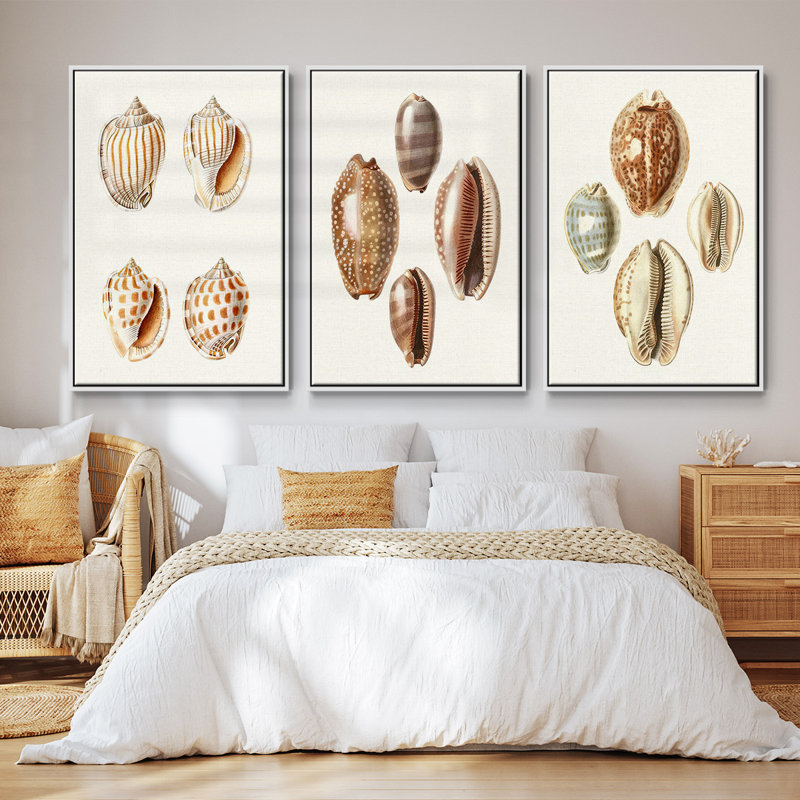 Lamarck Shells II, ensemble de 3 toiles encadrées, H 27 po x l 54 po, Cadre blanc