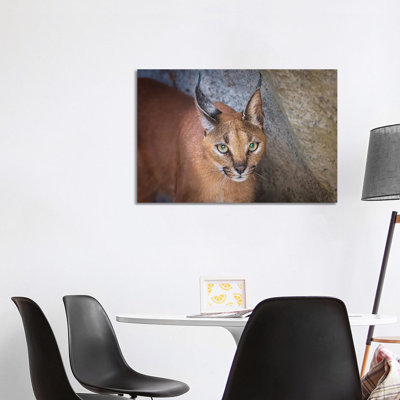 Caracal Portrait by Jeffrey C. Sink - Wrapped Canvas Print