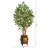 66'' Faux Ficus Tree in Wood Planter