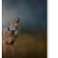 «Coyote at Shiloh» de Vidur, impression sur toile tendue-22073832