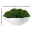 Moss in White Ceramic Bowl