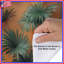 Housses de couette feuilles de palmier tropicales-125028043