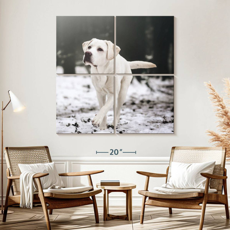 Brampt Labrador Retriever, H 57 po x l 57 po