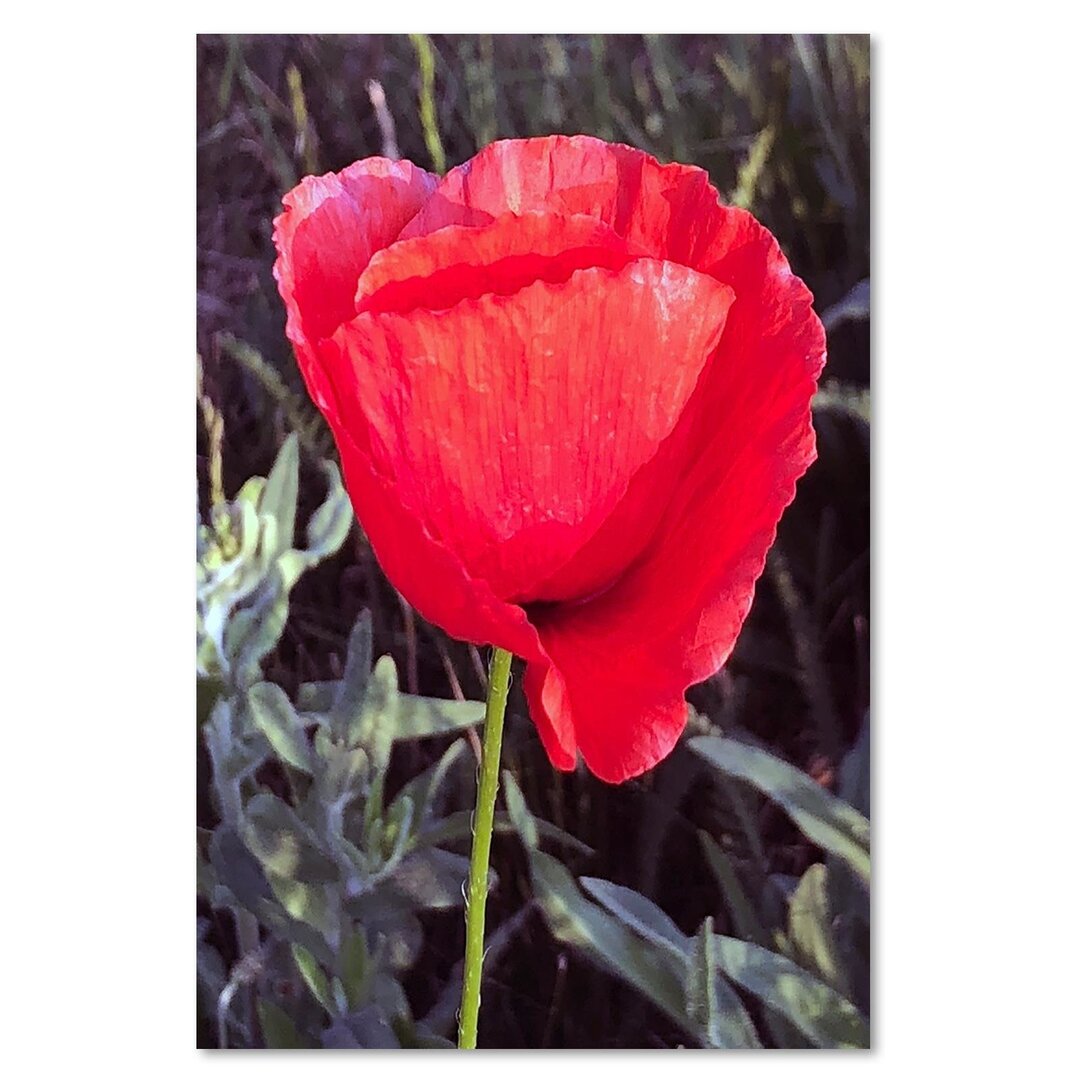 Leinwandbild Roter Mohn