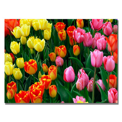 " Multi-Coloured Tulips " by Kurt Shaffer