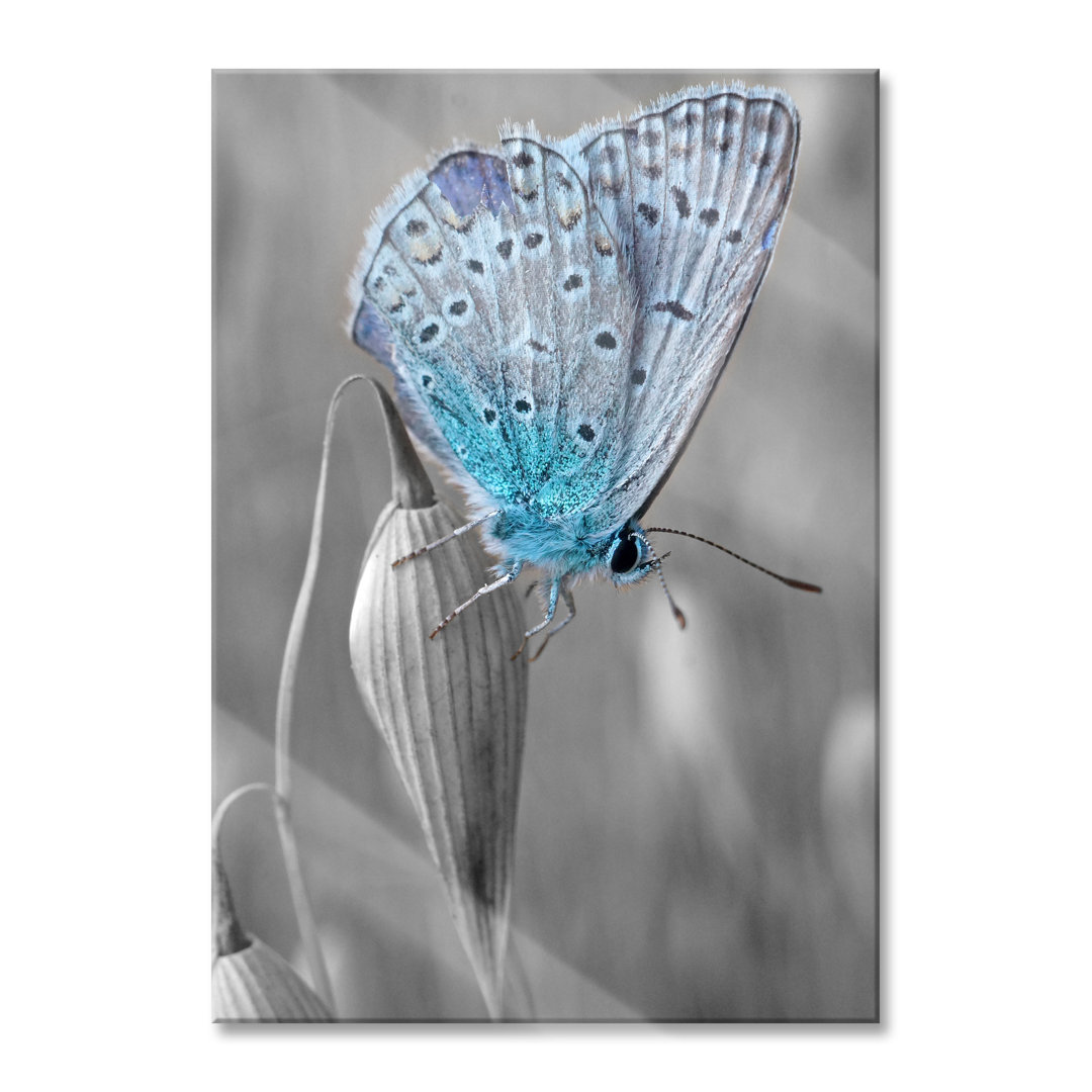 Glasbild Wunderschöner Blauer Schmetterling