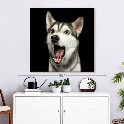 Brampt Surprised Siberian Husky