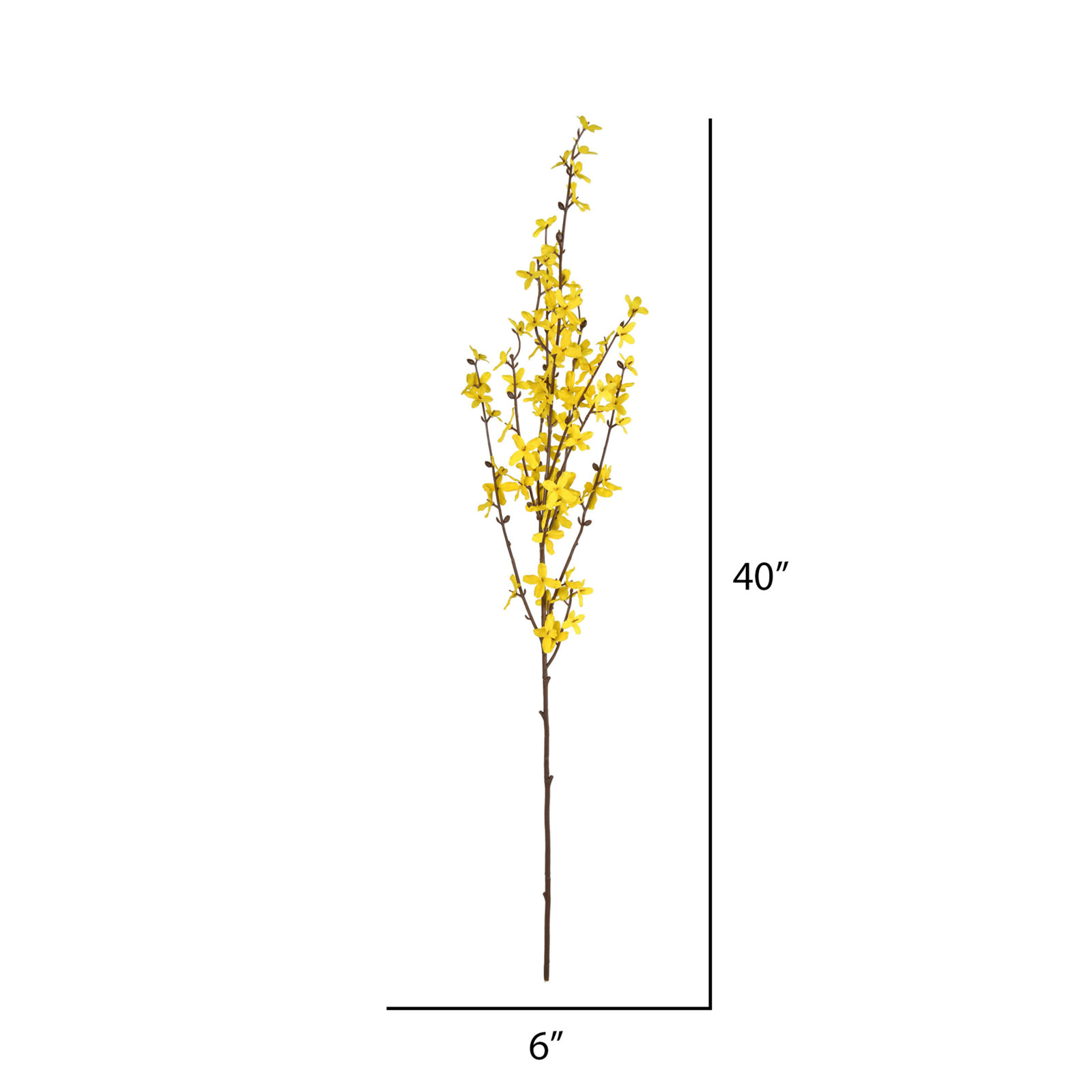 Forsythia Floral Stems