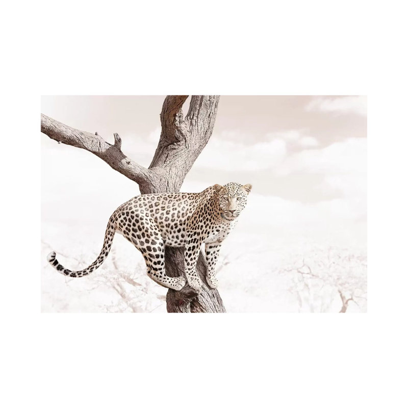 White Leopard by Klaus Tiedge - Print on Canvas, Wrapped Canvas, 20.32 cm H x 30.48 cm W