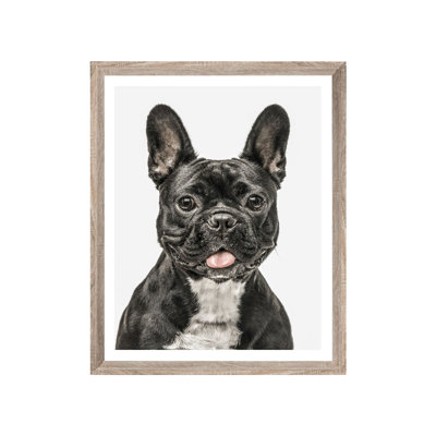 Photogenic Dog Scandi - Single Picture Frame Print