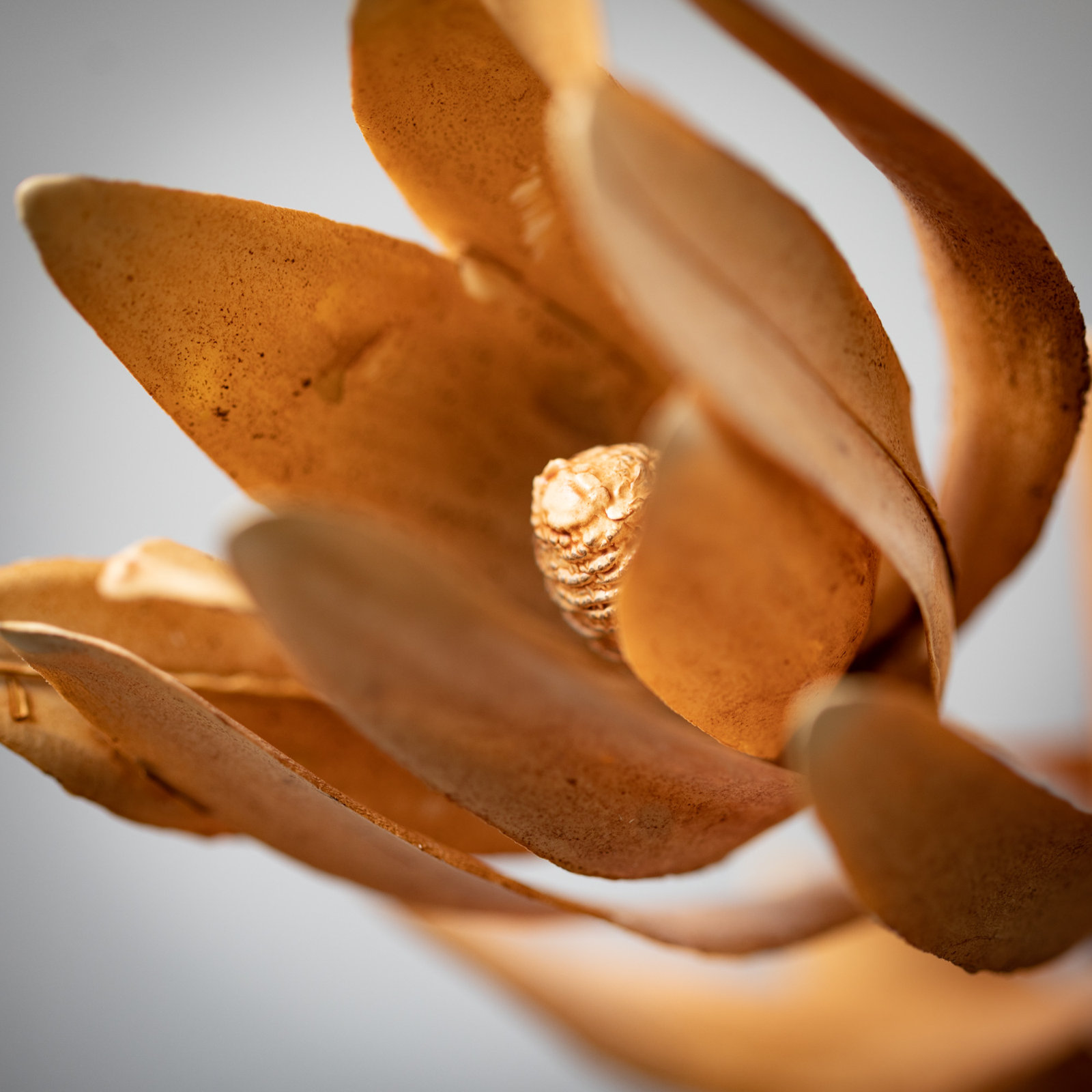 29" Subtle Protea Spray, Brown, 29" H x 3" W x 2" D