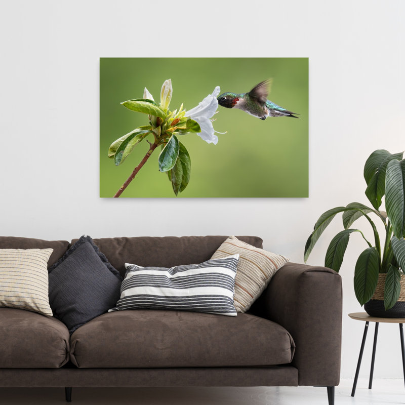 Colibri à gorge rubis, délicat et vibrant, abstrait, oiseau volant une fleur, nature, impression d'art mural, 32" H x 48" W