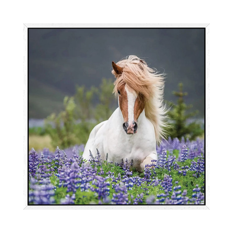 Trotting Icelandic Horse II, Lupine Fields, Iceland 1 Piece Wall Art on Canvas, 66.04 cm H x 66.04 cm W, White Floater Framed