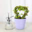 Thorsen's Greenhouse Live Heart-Shaped Jade Bonsai Plant, 4-inch Diameter-60825261