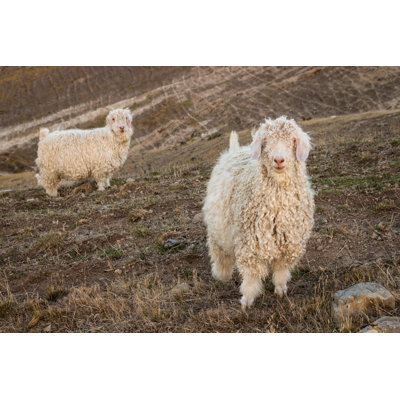 Angora Goats par Patrikstedrak - Photographie sur toile tendue