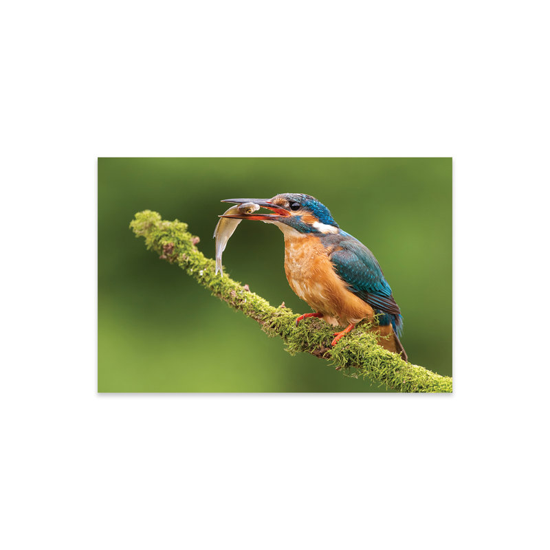 Kingfisher With Catch Print On Acrylic Glass