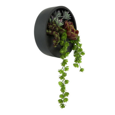 Succulent and Sedum Arranged in Hanging Fiberstone Planter