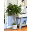 Lemon Tree in Fiberstone Pot