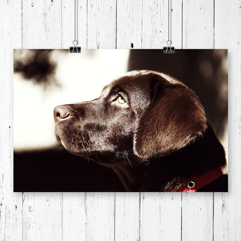 Chocolate Labrador Dog - Frameless Print, 42cm H x 59.4cm W