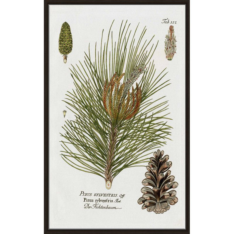 Épinette botanique par Kelly Donovan - Peinture, L 27,5 po x H 43,5 po, Encadrement brun