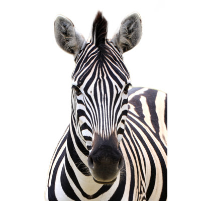Still of Zebra par Therina - Photographie sur toile tendue