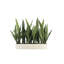 27" Potted Snake Plant - Natural-2116599305