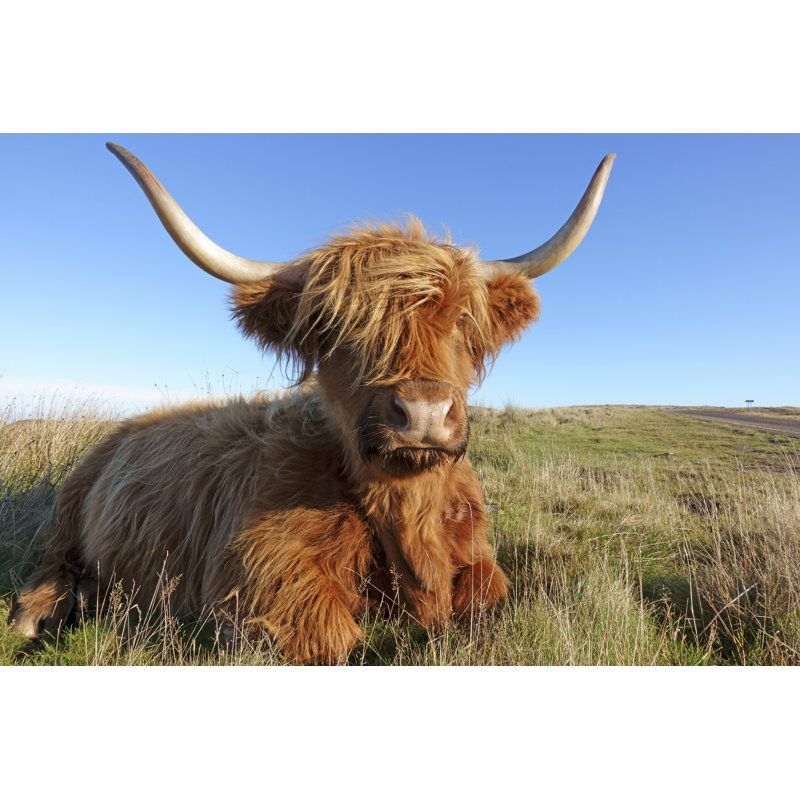 Highland Cattle by AscentXmedia - Wrapped Canvas Print, 30cm H x 46cm W