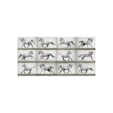 Horses In Motion Print by Sofia Fox