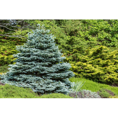 " Blue Spruce " by Onepony