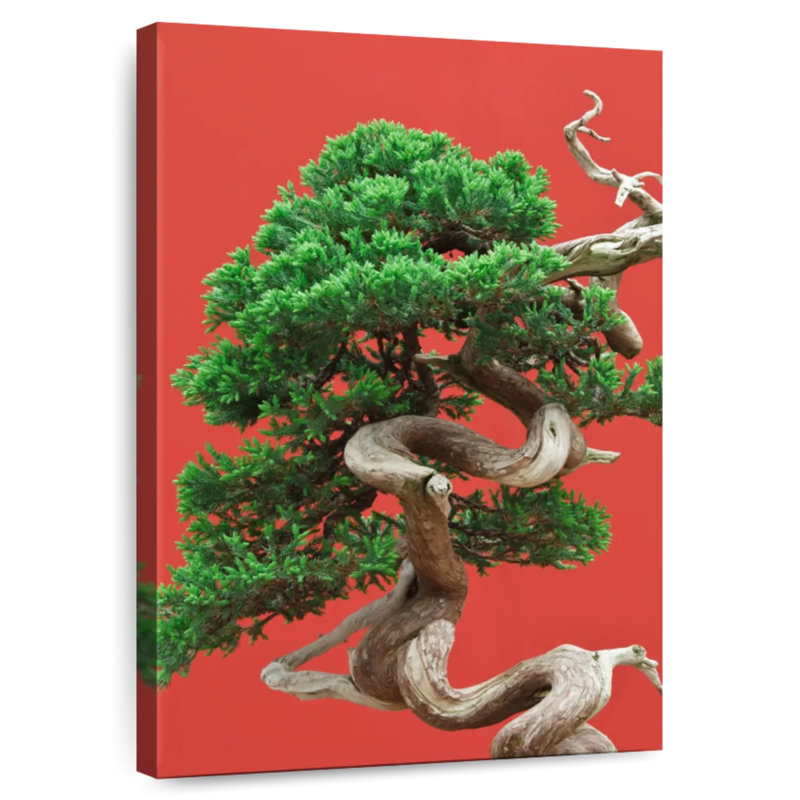 Harnek Juniper Bonsai Tree, 24" H x 16" W