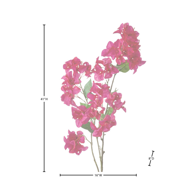 Bougainvillier 41 po 