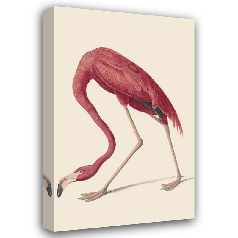 Flamant américain