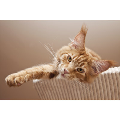 Maine Coon Kitten par Gornostaj - Photographie sur toile tendue