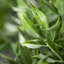 Quiller Draping Ruscus Stems