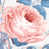 Rose/Blue selected