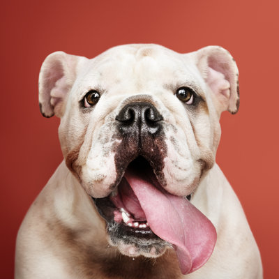 Bulldog Puppy par Rawpixel - Photographie sur toile tendue