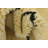 Nestor Ivory Rug