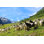 Chèvre sur une montagne de fjords par Claudiovidri - photographie sur toile tendue