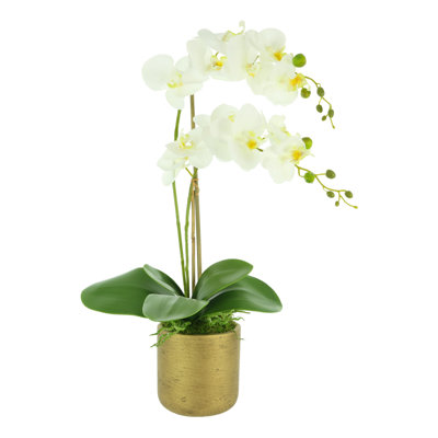 Orchid Arrangement in Fiberstone Pot with Moss