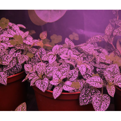 Miracle LED Plant Survival Grow Light