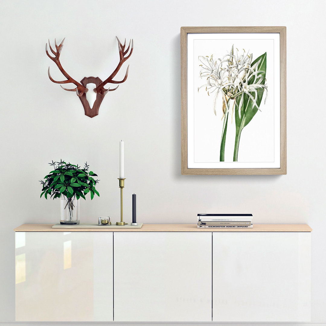 Spiderlily Flowers by Pierre-Joseph Redoute - Picture Frame Painting Print