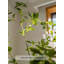 Ornement décoratif d'intérieur et d'extérieur de verdure artificielle minimaliste Pieris Japonica