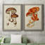 Toile encadrée de qualité supérieure Mushroom Variétés VI - prête à être accrochée-929069158-929069177