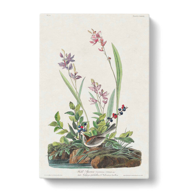 Field Sparrow - Wrapped Canvas Painting, 50cm H x 35cm W x 3cm D