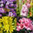 Bee & Butterfly Blooming Garden Collection - 100 Bulbs - Featuring 4 Varieties of Colorful, Red, Pink, White, Yellow Flowers