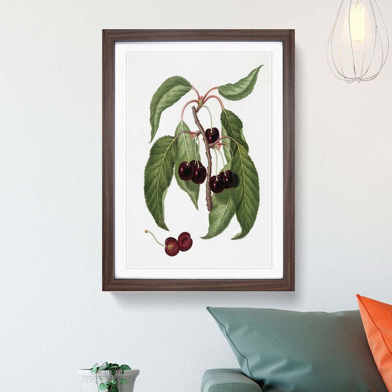 Hard-fleshed Cherry Tree by Giorgio Gallesio - Picture Frame Painting Print, Walnut Framed, 48cm H x 36cm W x 2cm D